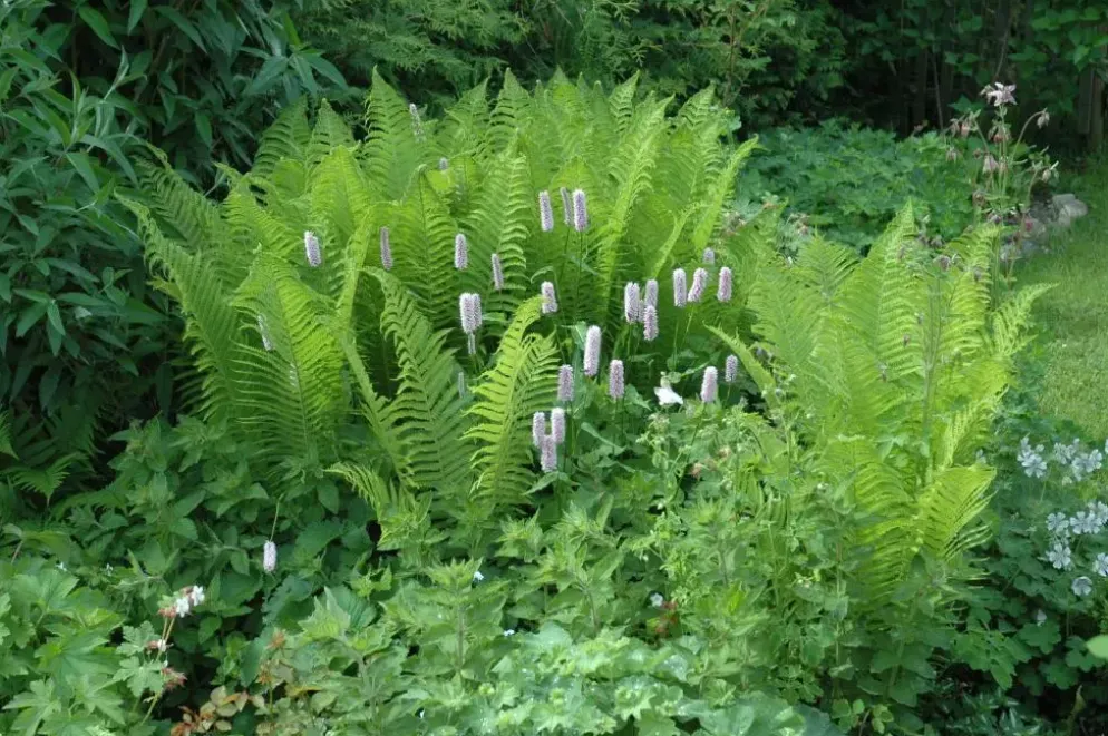 Dryopteris filix-mas (Mannetjesvaren)
