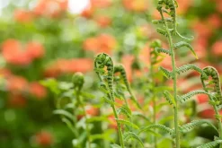 Dryopteris filix-mas (Mannetjesvaren)