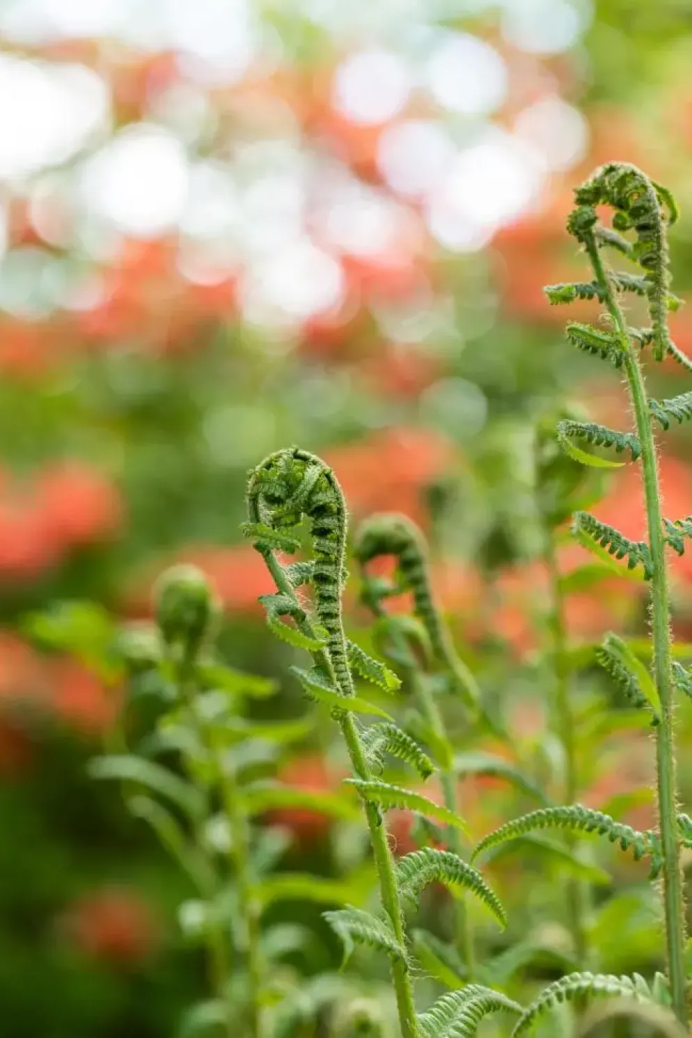 Dryopteris filix-mas (Mannetjesvaren)