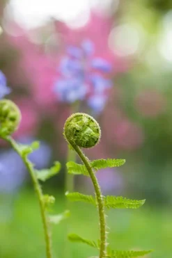 Dryopteris filix-mas (Mannetjesvaren)