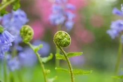 Dryopteris filix-mas (Mannetjesvaren)