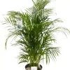Dypsis lutescens (Arecapalm, Goudpalm) 150cm