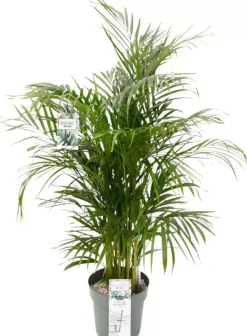 Dypsis lutescens (Arecapalm, Goudpalm) 150cm