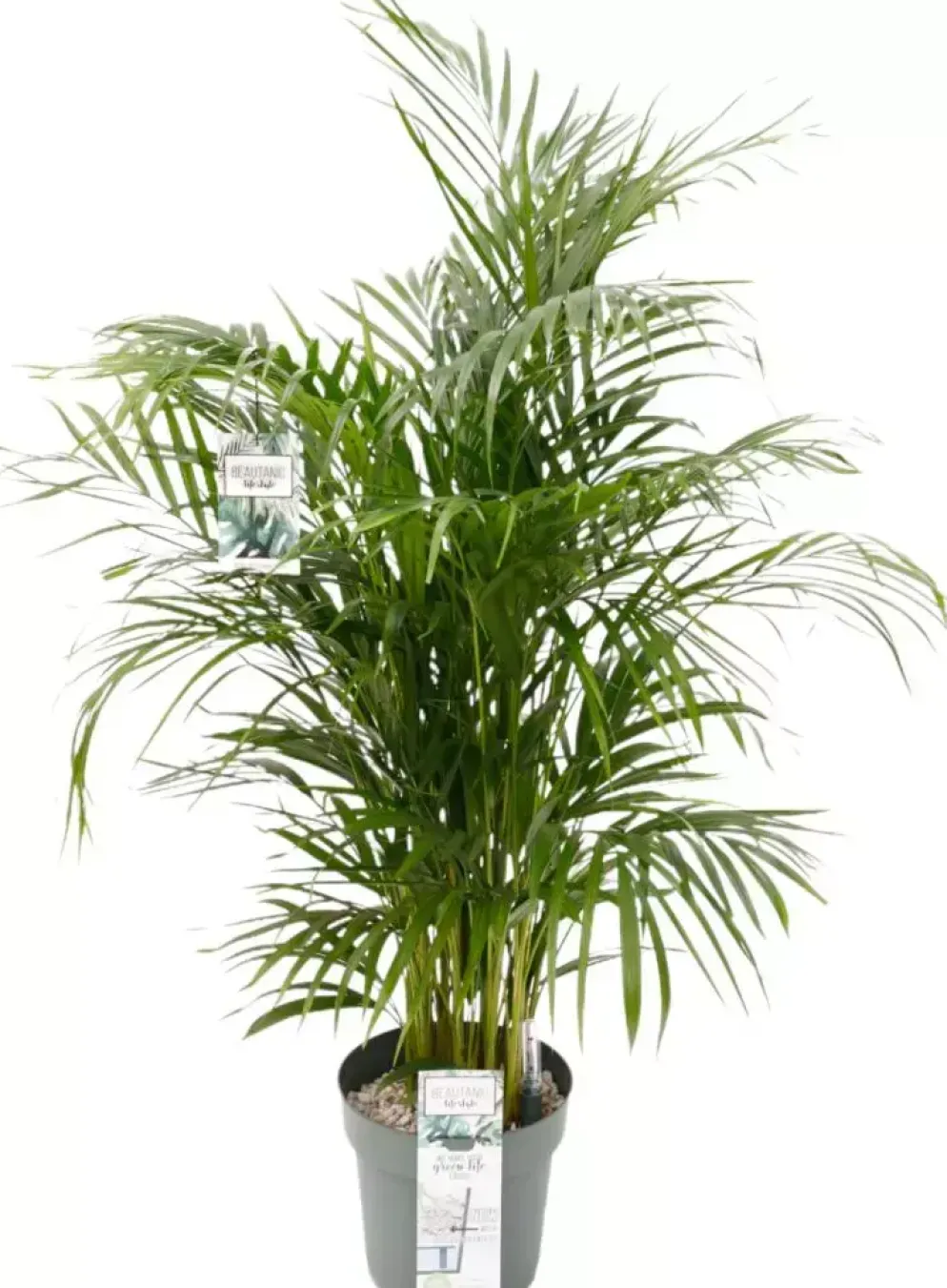 Dypsis lutescens (Arecapalm, Goudpalm) 150cm