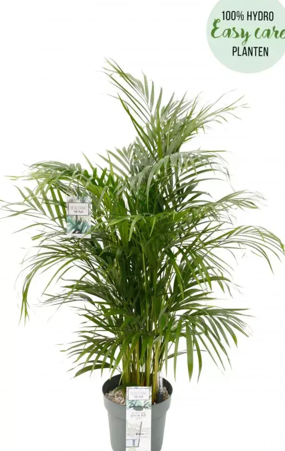 Dypsis lutescens (Arecapalm, Goudpalm) 150cm