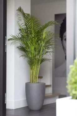 Dypsis lutescens (Arecapalm, Goudpalm) 150cm