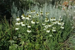Echinacea purpurea 'Alba' (Zonnehoed)