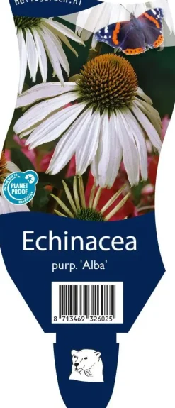 Echinacea purpurea 'Alba' (Zonnehoed)