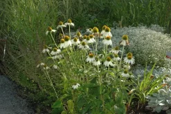 Echinacea purpurea 'Alba' (Zonnehoed)