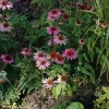 Echinacea purpurea 'Magnus' (Zonnehoed)