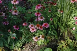 Echinacea purpurea 'Magnus' (Zonnehoed)