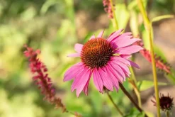 Echinacea purpurea 'Magnus' (Zonnehoed)