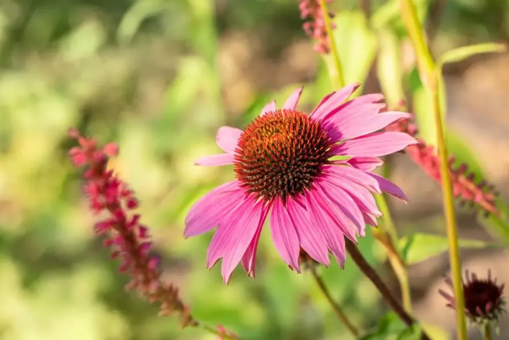 Echinacea purpurea 'Magnus' (Zonnehoed)