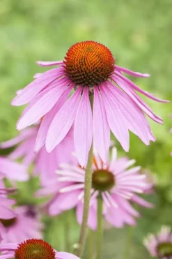 Echinacea purpurea 'Magnus' (Zonnehoed)