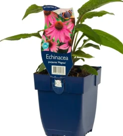 Echinacea purpurea 'Magnus' (Zonnehoed)