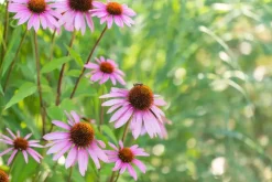 Echinacea purpurea 'Magnus' (Zonnehoed)