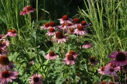 Echinacea purpurea 'Magnus' (Zonnehoed)