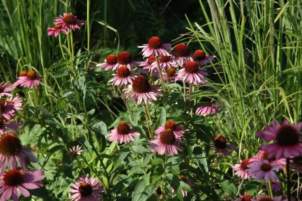Echinacea purpurea 'Magnus' (Zonnehoed)