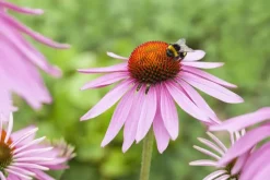 Echinacea purpurea 'Magnus' (Zonnehoed)