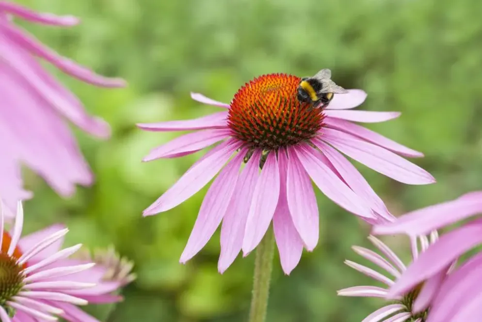 Echinacea purpurea 'Magnus' (Zonnehoed)