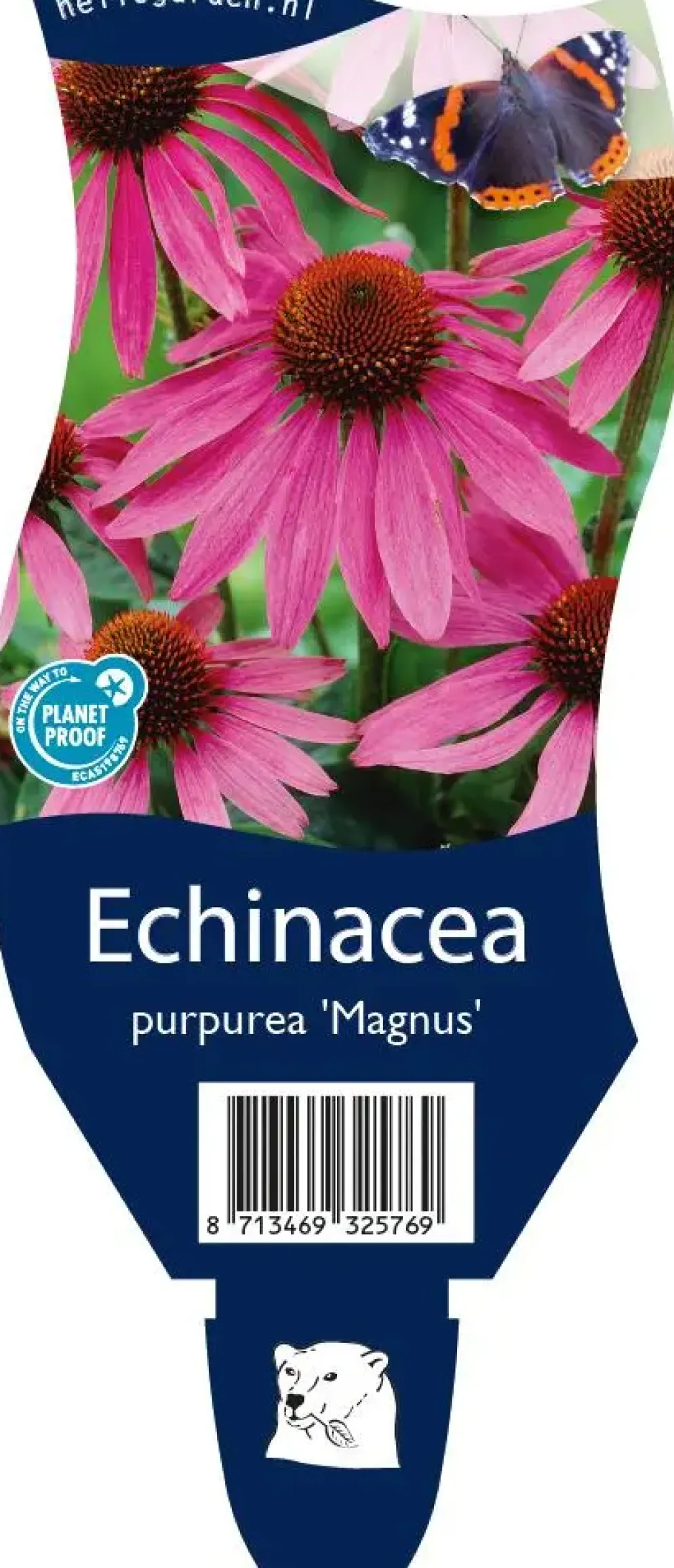 Echinacea purpurea 'Magnus' (Zonnehoed)