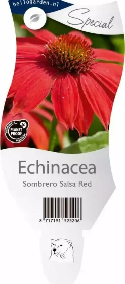Echinacea Sombrero Salsa Red (Zonnehoed)