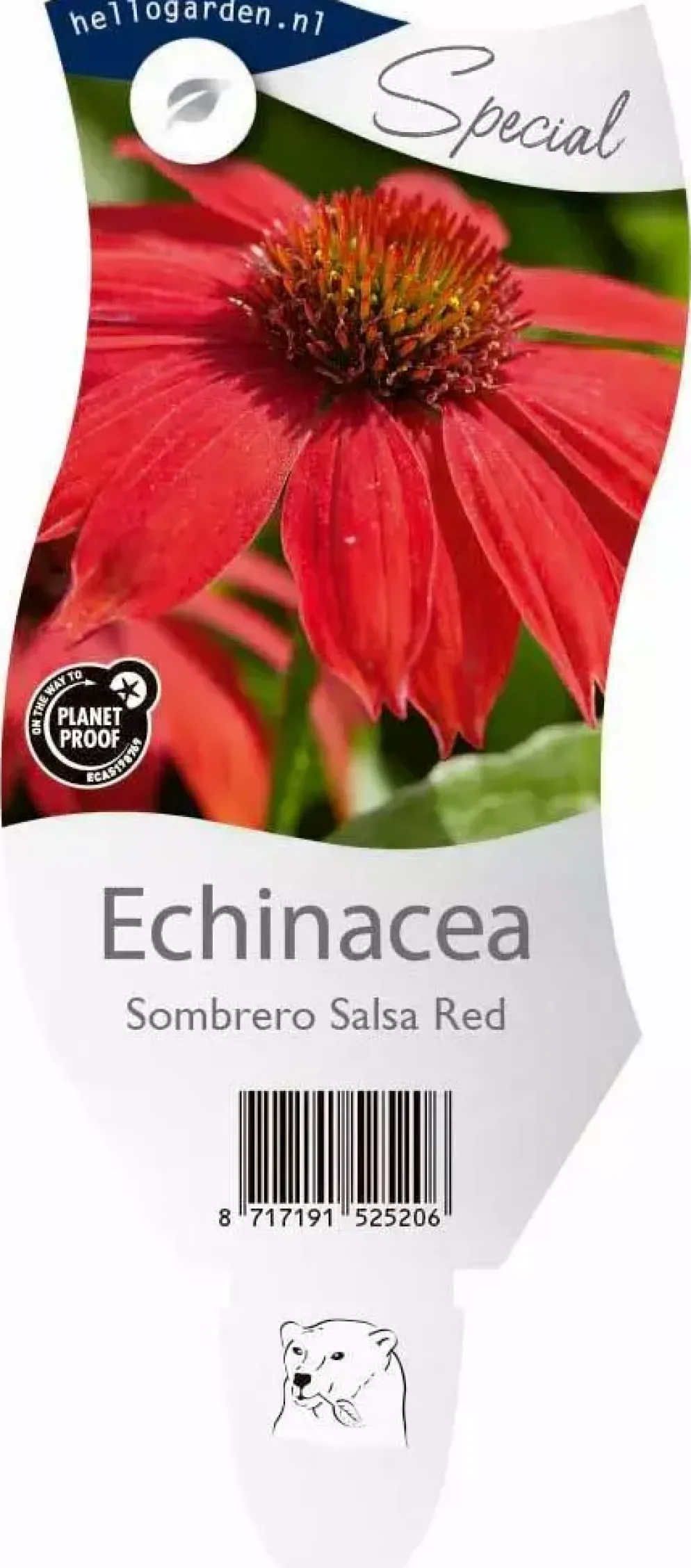 Echinacea Sombrero Salsa Red (Zonnehoed)