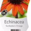 Echinacea SunSeekers Orange (Zonnehoed)