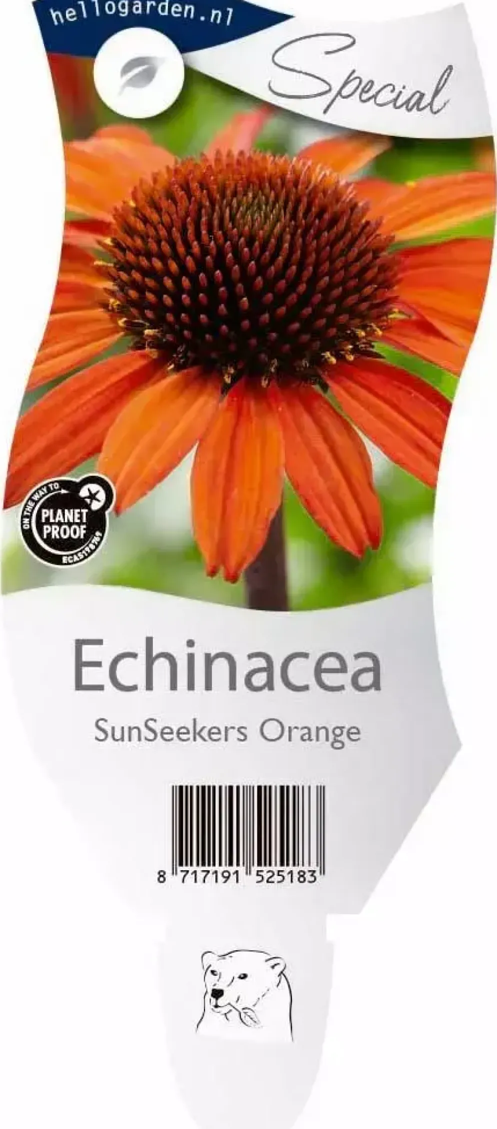 Echinacea SunSeekers Orange (Zonnehoed)