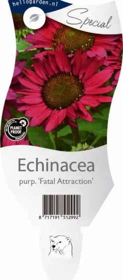 Echinacea (Zonnehoed)