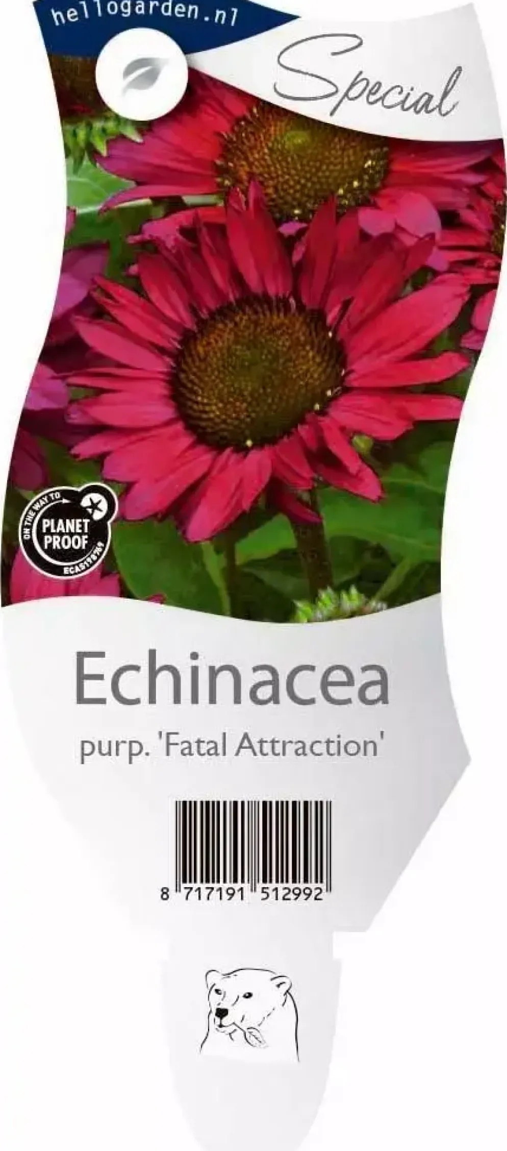 Echinacea (Zonnehoed)