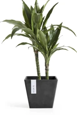 Ecopots kunststof plantenbak rotterdam 20x20x17.5 cm donkergrijs