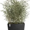 Ecopots kunststof plantenbak paris 100x46.4x51cm donkergrijs