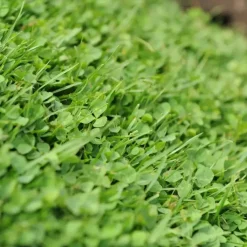 Ecostyle Graszaad met microklaver 1kg