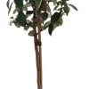 Elaeagnus (Olijfwilg)