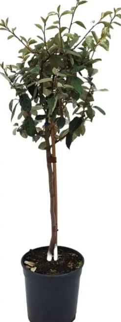 Elaeagnus (Olijfwilg)