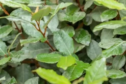 Elaeagnus x ebbingei 'Compacta' (Olijfwilg 'Compacta')