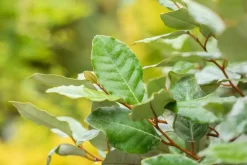 Elaeagnus x ebbingei 'Compacta' (Olijfwilg 'Compacta')