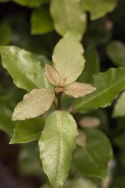 Elaeagnus x ebbingei 'Compacta' (Olijfwilg 'Compacta')