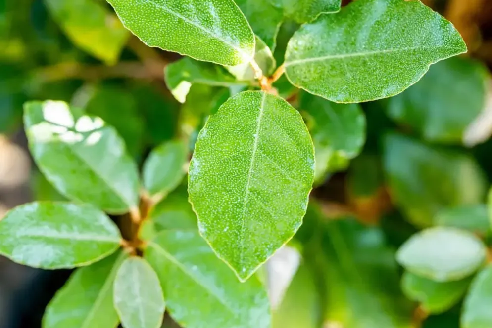 Elaeagnus x ebbingei 'Compacta' (Olijfwilg 'Compacta')