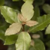 Elaeagnus x ebbingei 'Compacta' (Olijfwilg 'Compacta')