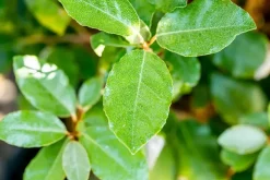 Elaeagnus x ebbingei 'Compacta' (Olijfwilg 'Compacta')
