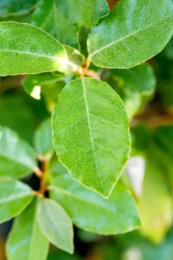 Elaeagnus x ebbingei 'Compacta' (Olijfwilg 'Compacta')