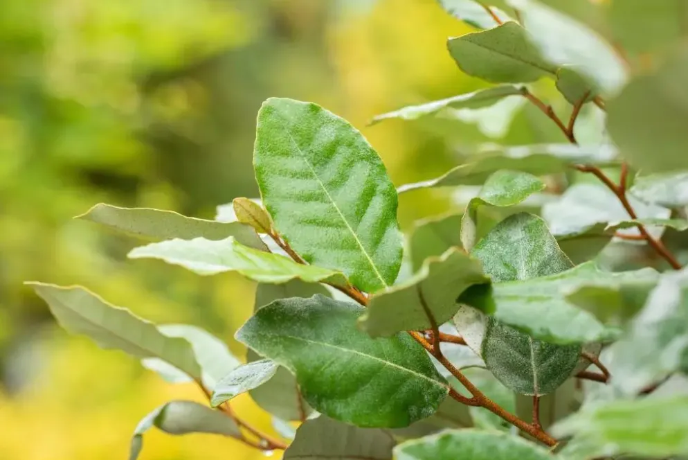 Elaeagnus x ebbingei 'Compacta' (Olijfwilg 'Compacta')