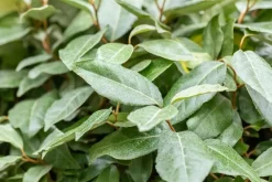 Elaeagnus x ebbingei (Olijfwilg)