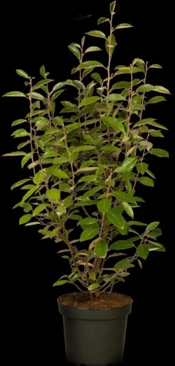 Elaeagnus x ebbingei (Olijfwilg)