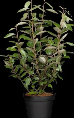 Elaeagnus x ebbingei (Olijfwilg)