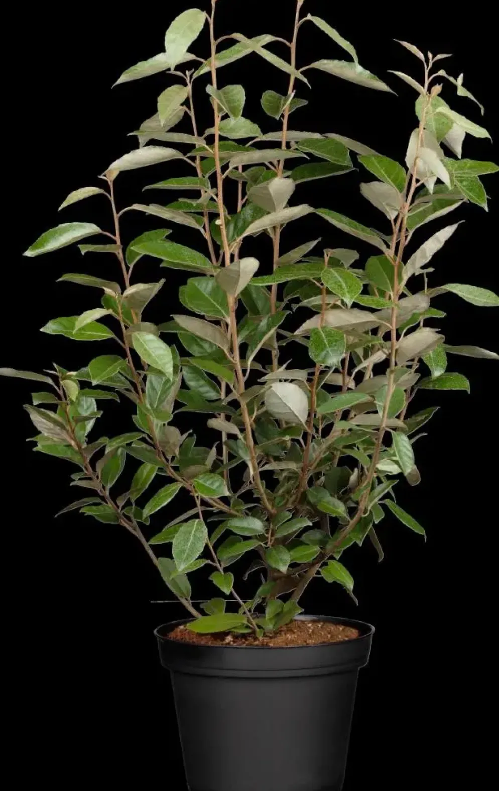 Elaeagnus x ebbingei (Olijfwilg)
