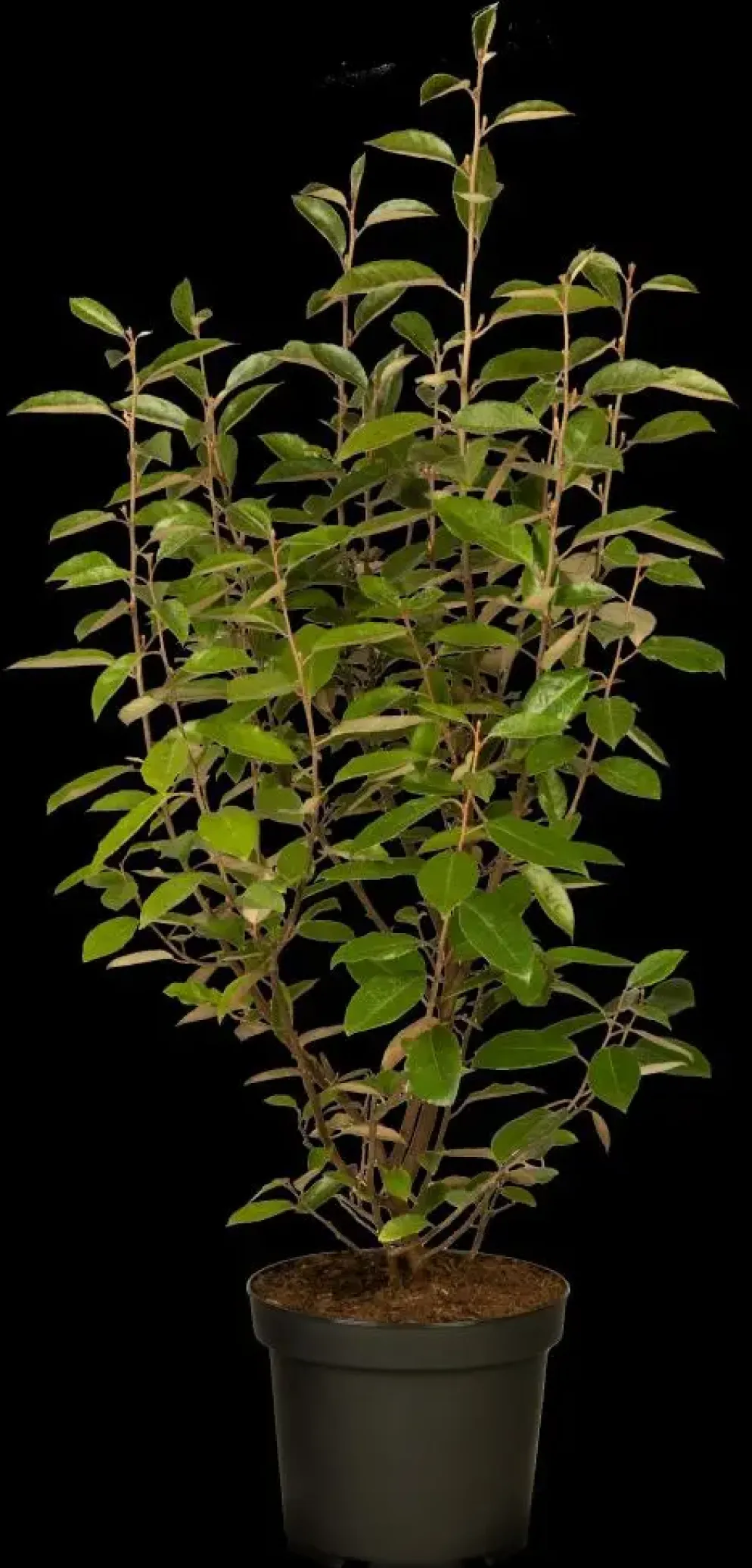 Elaeagnus x ebbingei (Olijfwilg)