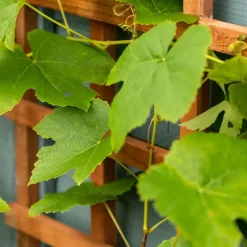 Elephant rechte trellis duurzaam hardhout fsc 550x1800mm met rechte latten rvs geschroefd